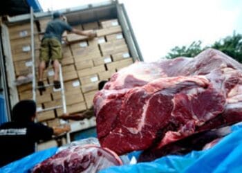 Ilustrasi pegawai sedang kemas sapi menggambarkan suasana pasar ternak dan tren impor daging sapi ke Indonesia. (Sumber: aktual.com)