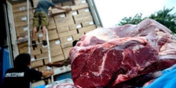 Ilustrasi pegawai sedang kemas sapi menggambarkan suasana pasar ternak dan tren impor daging sapi ke Indonesia. (Sumber: aktual.com)