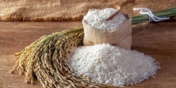 Ilustrasi padi yang ditanam di sawah tergenang air, kondisi ini membuat arsenik lebih mudah terserap. (Sumber: Getty Images)