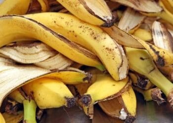 Ilustrasi visual mengomprehensif manfaat kulit pisang, termasuk untuk kulit, rambut, dan pertolongan pertama — memperkuat pesan bahwa kulit pisang tak layak dibuang sembarangan.