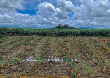 Ilustrasi lahan perkebunan kelapa sawit yang ditanami kembali—menunjukkan proses peremajaan yang berjalan lambat, mencerminkan tantangan di lapangan. (Sumber: InfoSAWIT/Apriliagoverty via Sawitfest 2021)