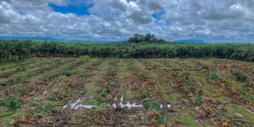 Ilustrasi lahan perkebunan kelapa sawit yang ditanami kembali—menunjukkan proses peremajaan yang berjalan lambat, mencerminkan tantangan di lapangan. (Sumber: InfoSAWIT/Apriliagoverty via Sawitfest 2021)