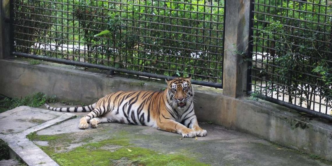 Taman Satwa Cikembulan Garut menghadirkan pengalaman wisata alam dan edukasi satwa yang menyenangkan. Destinasi ini cocok untuk keluarga, pelajar, hingga pecinta hewan. Foto: jabarprov.go.id