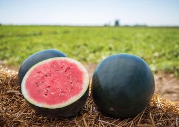Semangka varietas Black Diamond dengan kulit gelap kehitaman dan daging buah merah segar, siap menyuguhkan sensasi berbeda dari semangka biasa. (Sumber: Getty Images via The Spruce)