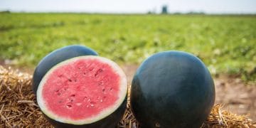 Semangka varietas Black Diamond dengan kulit gelap kehitaman dan daging buah merah segar, siap menyuguhkan sensasi berbeda dari semangka biasa. (Sumber: Getty Images via The Spruce)