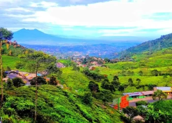 Perkebunan teh nan hijau di kawasan Puncak, Bogor, yang menyuguhkan panorama pegunungan yang sejuk dan menenangkan. (Sumber: Ekaputra Tour)