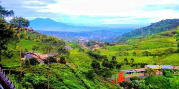 Perkebunan teh nan hijau di kawasan Puncak, Bogor, yang menyuguhkan panorama pegunungan yang sejuk dan menenangkan. (Sumber: Ekaputra Tour)