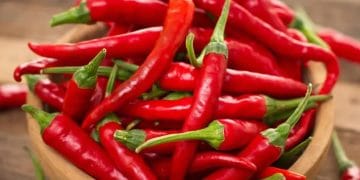 Beberapa cabai merah segar sebagai ilustrasi makanan pedas. (Sumber: The Sport Review Via unair.ac.id)