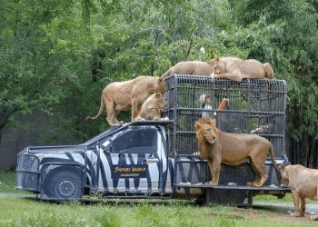 Petugas Safari World di Bangkok saat berinteraksi dengan singa di area kandang terbuka sebelum insiden terjadi. (Sumber: klook.com)