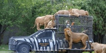 Petugas Safari World di Bangkok saat berinteraksi dengan singa di area kandang terbuka sebelum insiden terjadi. (Sumber: klook.com)
