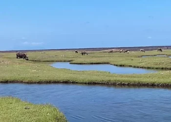 Temukan Padang Savana Lumajang: panorama hijau, ombak selatan, sunset dramatis, dan tips lengkap agar petualangan alam Anda berjalan lancar dan penuh kenangan. Foto: facebook @ayuridhawati dan @muhammad dziaulhaq