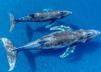 Simak ranking lima hewan paling besar dalam sejarah bumi — dari dinosaurus raksasa hingga paus biru — termasuk satu spesies yang masih hidup hingga kini. Foto: Freepik