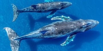 Simak ranking lima hewan paling besar dalam sejarah bumi — dari dinosaurus raksasa hingga paus biru — termasuk satu spesies yang masih hidup hingga kini. Foto: Freepik