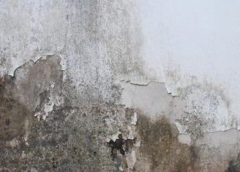 Atasi dinding lembap dan berjamur di musim hujan dengan cara praktis dan efektif. Rumah lebih sehat, bersih, dan bebas bau apek. Foto: Freepik