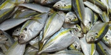 Gambar ikan kembung yang menunjukkan ciri-ciri tubuh dan warna, dipublikasikan oleh Dinas Kelautan dan Perikanan Provinsi Jawa Timur. Sumber: dkp.jatimprov.go.id