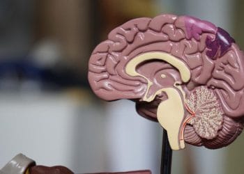 Otak mini buatan dari sel punca oleh ilmuwan picu kekhawatiran soal hak dan kesadaran buatan di masa depan. (Foto: Unsplash/Robina Weermeijer)