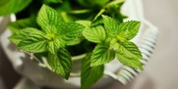 Daun mint mengandung mentol dan vitamin C yang bisa bantu menyamarkan mata panda. (Foto: klikdokter/com)