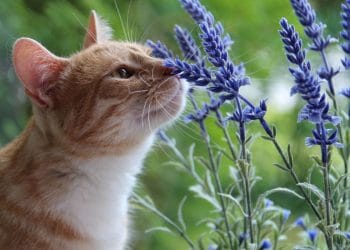 Beberapa tanaman memiliki aroma yang tidak disukai kucing. Simak daftar tanaman alami pengusir kucing agar tidak berak sembarangan di rumah. (Foto: Shutterstock/OctaviusGds)