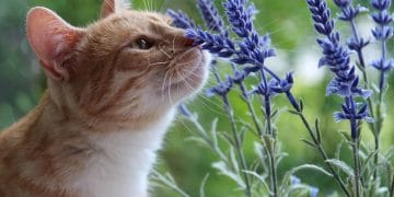 Beberapa tanaman memiliki aroma yang tidak disukai kucing. Simak daftar tanaman alami pengusir kucing agar tidak berak sembarangan di rumah. (Foto: Shutterstock/OctaviusGds)