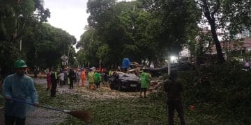 Pohon besar tumbang di kawasan Dharmawangsa, Jakarta Selatan, akibat hujan dan angin kencang. Satu orang tewas dan beberapa mobil rusak. (Foto: KOMPAS.com/OMARALI DHARMAKRISNA SOEDIRMAN)