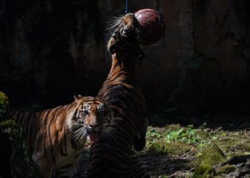 DPRD DKI Jakarta memberi sejumlah saran kepada pengelola Ragunan Zoo setelah uji coba buka malam hari, mulai dari lampu penerangan hingga fasilitas toilet. (Foto: Istimewa)