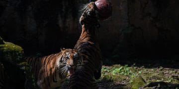 DPRD DKI Jakarta memberi sejumlah saran kepada pengelola Ragunan Zoo setelah uji coba buka malam hari, mulai dari lampu penerangan hingga fasilitas toilet. (Foto: Istimewa)