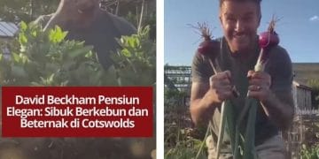 David Beckham tunjukkan kehidupan sederhana di masa pensiun dengan berkebun dan beternak di rumahnya di Cotswolds, Inggris.