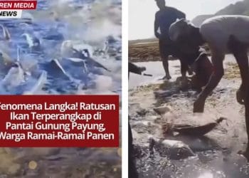 Fenomena langka terjadi di Pantai Gunung Payung, Bali, saat ratusan ikan terperangkap di tepi pantai. Warga pun ramai-ramai memanen ikan tersebut.