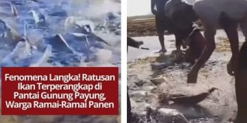 Fenomena langka terjadi di Pantai Gunung Payung, Bali, saat ratusan ikan terperangkap di tepi pantai. Warga pun ramai-ramai memanen ikan tersebut.
