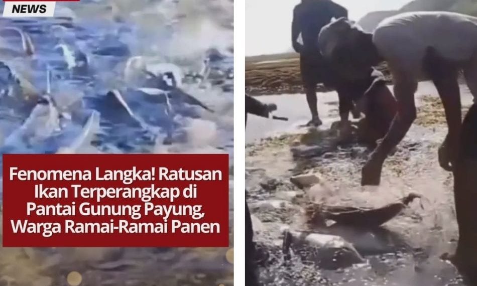 Fenomena langka terjadi di Pantai Gunung Payung, Bali, saat ratusan ikan terperangkap di tepi pantai. Warga pun ramai-ramai memanen ikan tersebut.