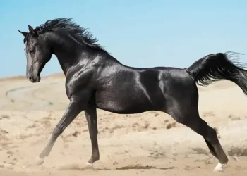 Kuda Arab dikenal sebagai kuda termahal di dunia dengan harga mencapai Rp1,494 miliar. Ras ini terkenal karena sejarah panjang, daya tahan, dan keindahannya. (Foto: Horseyhooves.com)