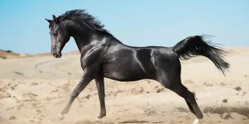 Kuda Arab dikenal sebagai kuda termahal di dunia dengan harga mencapai Rp1,494 miliar. Ras ini terkenal karena sejarah panjang, daya tahan, dan keindahannya. (Foto: Horseyhooves.com)