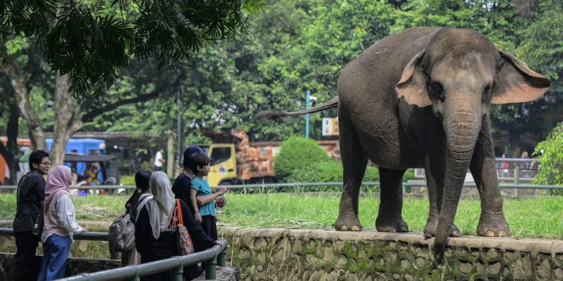 Wisata malam Ragunan resmi dimulai! Nikmati suasana kebun binatang di malam hari sambil melihat perilaku satwa aktif dan berolahraga. (Foto: ANTARA FOTO/Sulthony Hasanuddin/tom)