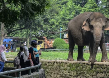 Wisata malam Ragunan resmi dimulai! Nikmati suasana kebun binatang di malam hari sambil melihat perilaku satwa aktif dan berolahraga. (Foto: ANTARA FOTO/Sulthony Hasanuddin/tom)