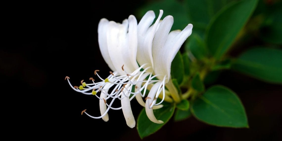 Ekstrak honeysuckle dikenal mampu menenangkan kulit, mencerahkan wajah, dan melindungi dari radikal bebas. Cocok untuk semua jenis kulit. (Foto: myflowers.family.blog)