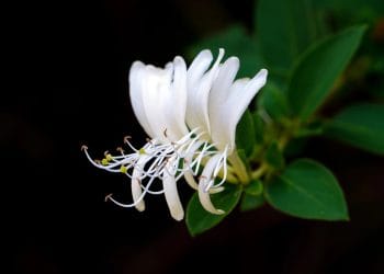 Ekstrak honeysuckle dikenal mampu menenangkan kulit, mencerahkan wajah, dan melindungi dari radikal bebas. Cocok untuk semua jenis kulit. (Foto: myflowers.family.blog)