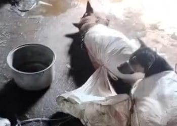 Video perdagangan anjing di Bantul viral, Sultan Hamengku Buwono X siapkan SK pelarangan peredaran daging anjing di DIY. (Foto: dok. tangkapan layar IG animals.hopeshelterindonesia)