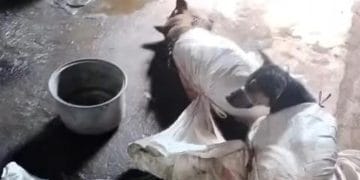 Video perdagangan anjing di Bantul viral, Sultan Hamengku Buwono X siapkan SK pelarangan peredaran daging anjing di DIY. (Foto: dok. tangkapan layar IG animals.hopeshelterindonesia)