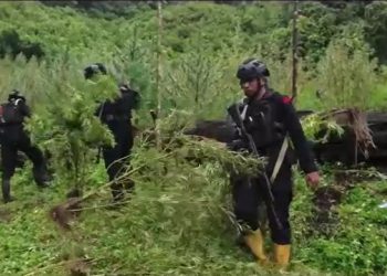 Bareskrim Polri mengungkap ladang ganja 51,75 hektare di Gayo Lues, Aceh. Temuan terbesar tahun ini disertai pengungkapan modus distribusi lewat sungai. (Foto: Fachrul Irwinsyah/kumparan)