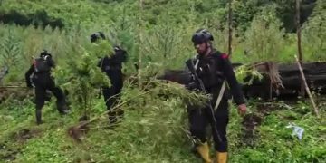 Bareskrim Polri mengungkap ladang ganja 51,75 hektare di Gayo Lues, Aceh. Temuan terbesar tahun ini disertai pengungkapan modus distribusi lewat sungai. (Foto: Fachrul Irwinsyah/kumparan)