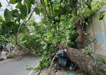 Dua orang tewas akibat pohon tumbang menimpa becak di Sleman. Proses evakuasi korban menggunakan crane berlangsung sekitar 40 menit. (Foto: Radar Jogja)