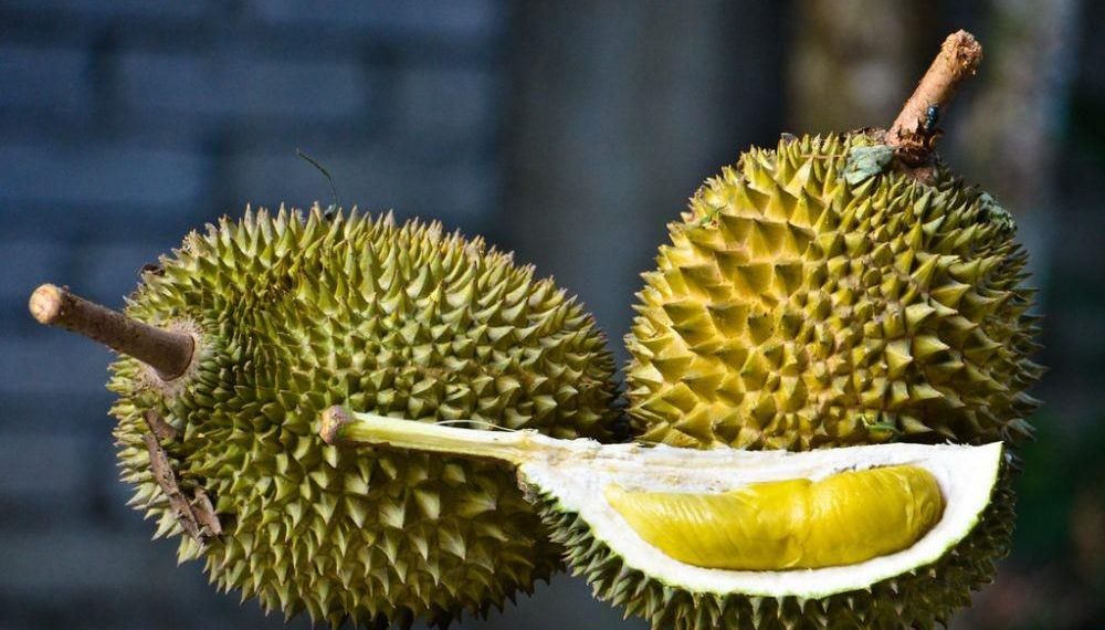 Pemerintah Malaysia menanggapi usulan penetapan durian sebagai buah nasional dan tengah mengkaji dampak sosial, ekonomi, dan budaya dari wacana tersebut. (Foto: flickr.com/Mohd Hafizuddin Husin)