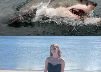 Seorang turis Swiss tewas diserang hiu di Pantai Crowdy Bay Australia, satu lainnya luka serius. Pantai ditutup dan upaya penanganan dilakukan. (Foto: shorts91.com)