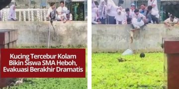 Seekor kucing tercebur ke kolam sekolah membuat siswa SMA panik dan melakukan evakuasi dramatis. Upaya turun ke kolam akhirnya berhasil menyelamatkan kucing itu.