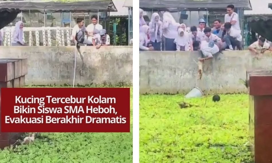 Seekor kucing tercebur ke kolam sekolah membuat siswa SMA panik dan melakukan evakuasi dramatis. Upaya turun ke kolam akhirnya berhasil menyelamatkan kucing itu.