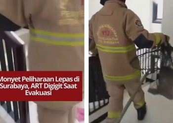 Seekor monyet peliharaan lepas di Jemursari Regency Surabaya, ART digigit saat evakuasi, hewan berhasil diamankan kembali ke kandang.