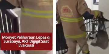 Seekor monyet peliharaan lepas di Jemursari Regency Surabaya, ART digigit saat evakuasi, hewan berhasil diamankan kembali ke kandang.