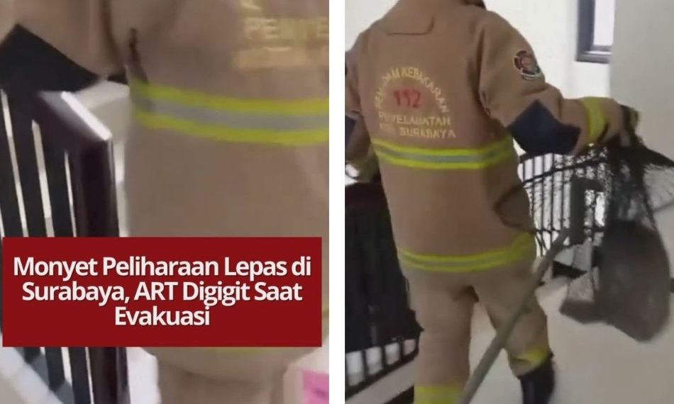 Seekor monyet peliharaan lepas di Jemursari Regency Surabaya, ART digigit saat evakuasi, hewan berhasil diamankan kembali ke kandang.