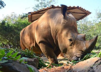Otoritas Singapura sita 35,7 kg cula badak selundupan bernilai Rp14,5 miliar di Bandara Changi. Kasus ini menjadi penyitaan terbesar sepanjang sejarah negara tersebut. (Foto: Wikimedia Commons/KongkhamWichit)