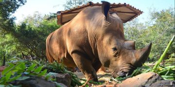 Otoritas Singapura sita 35,7 kg cula badak selundupan bernilai Rp14,5 miliar di Bandara Changi. Kasus ini menjadi penyitaan terbesar sepanjang sejarah negara tersebut. (Foto: Wikimedia Commons/KongkhamWichit)